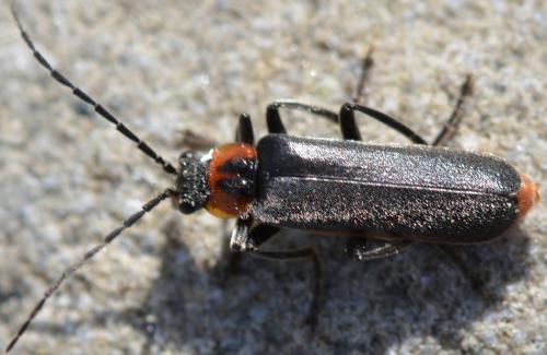 Réf. 301 366 : Cantharis sp.